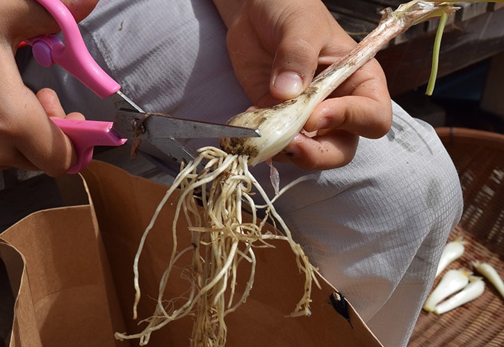 根付きらっきょう