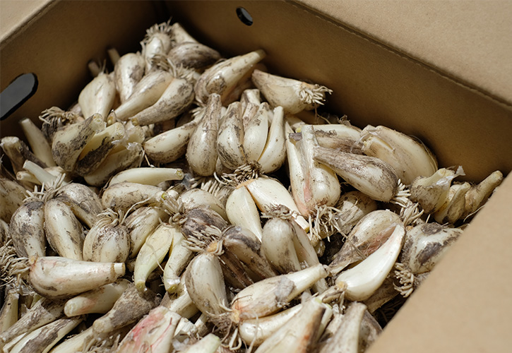 らっきょう呼び方