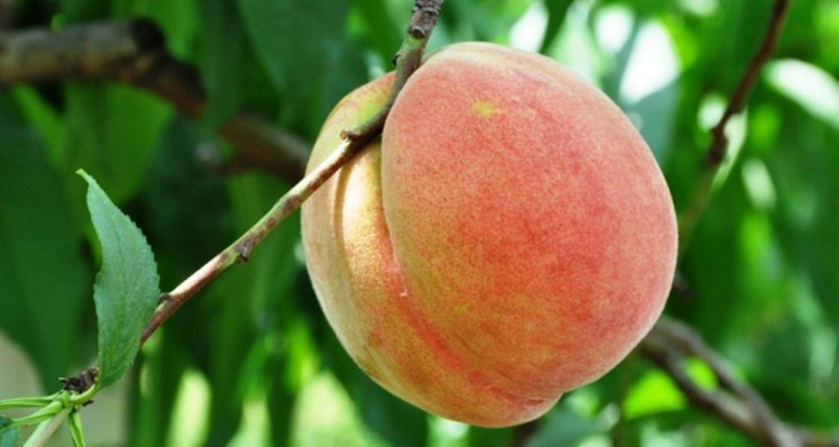 ◯桃のうぶ毛 桃のうぶ毛を取りたい！ JAの回答に「この手があったか」 – grape