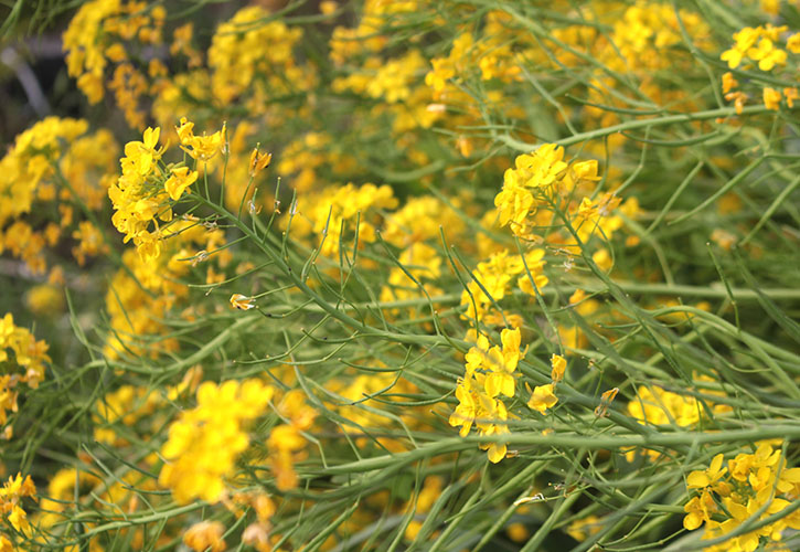 菜の花