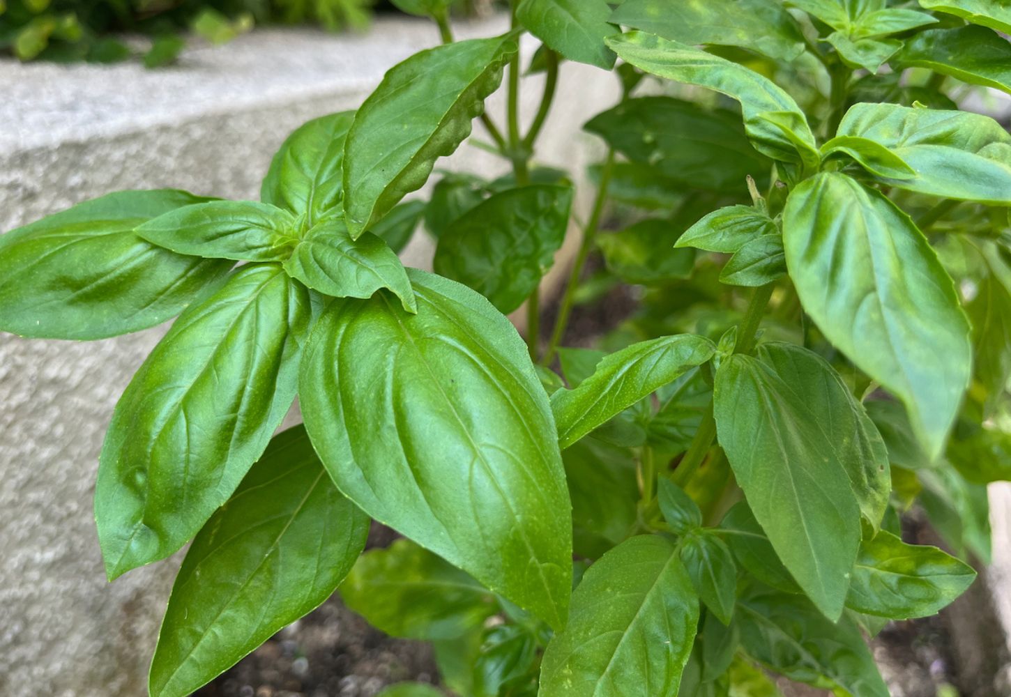 バジル